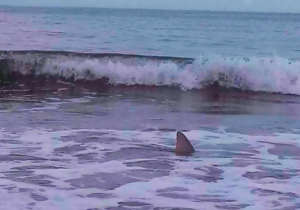 ¡Tiburón a la vista! En Coatzacoalcos