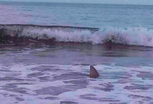 ¡Tiburón a la vista! En Coatzacoalcos