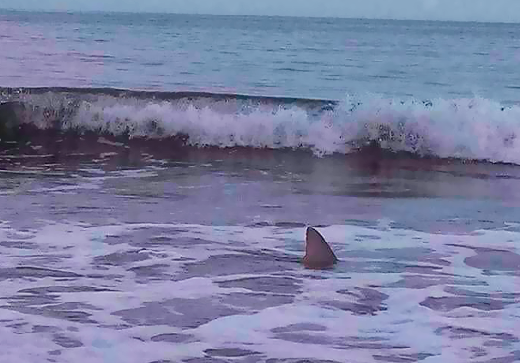 ¡Tiburón a la vista! En Coatzacoalcos