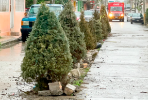 Plantan Pinos de Navidad en obra inconclusa en Poza Rica