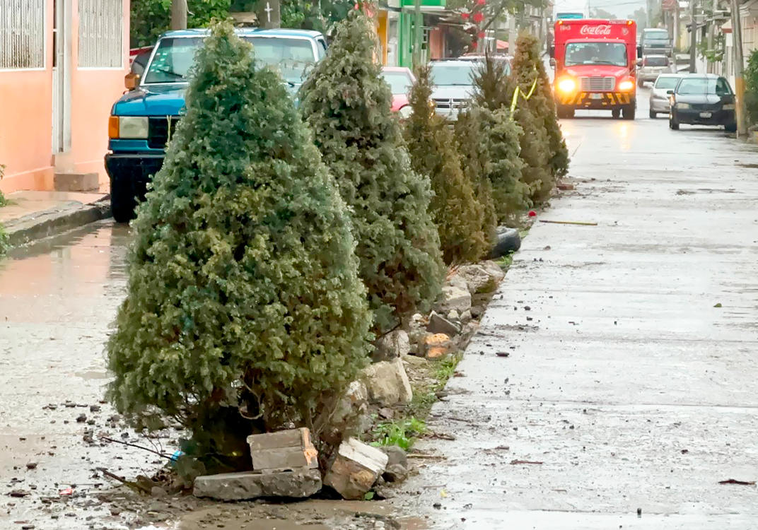 Plantan Pinos de Navidad en obra inconclusa en Poza Rica