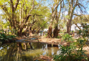 Ciudad de los Ahuehuetes: Proyecto ambiental en Mendoza