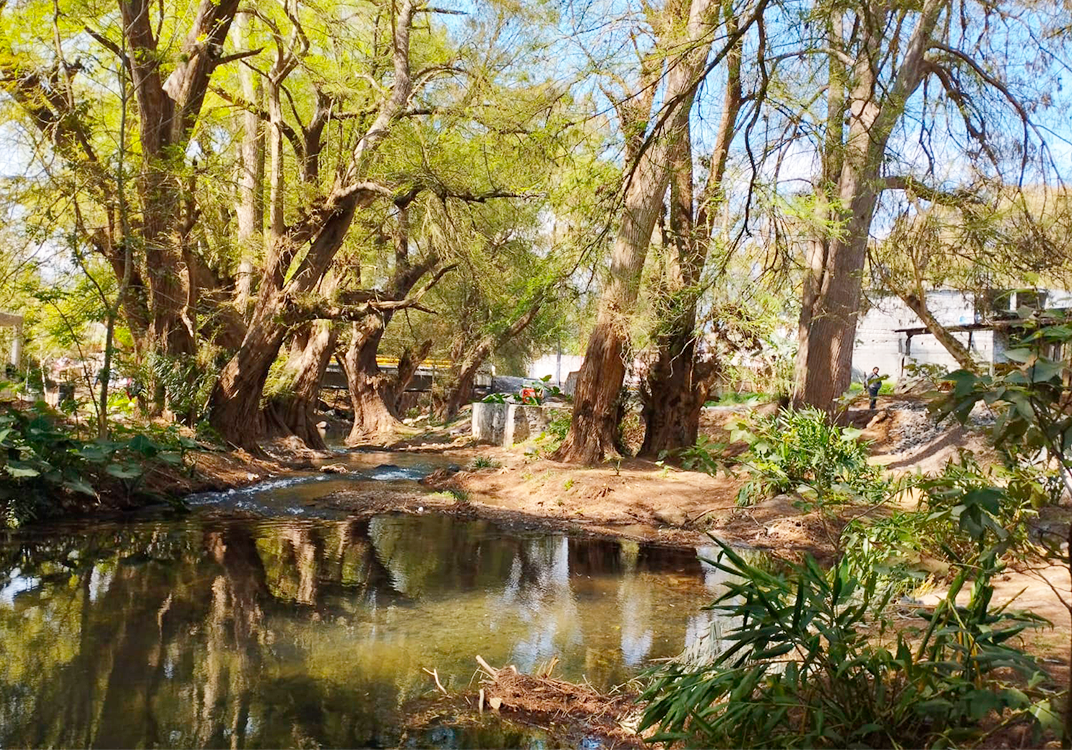 Ciudad de los Ahuehuetes: Proyecto ambiental en Mendoza