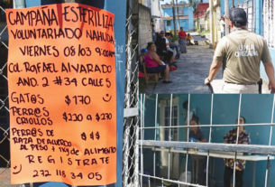 polemica-en-orizaba-por-campana-de-esterilizacion