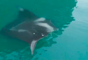 Mantarrayas sorprenden en las aguas del puerto de Veracruz