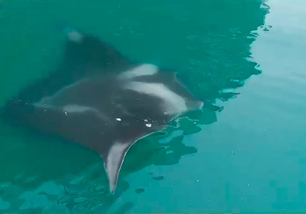 Mantarrayas sorprenden en las aguas del puerto de Veracruz