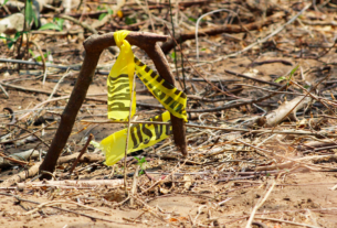 Hay 136 fosas clandestinas en La Guapota