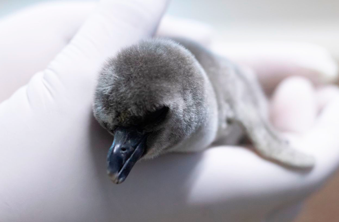 El Aquarium de Veracruz celebra un nuevo nacimiento: un pingüino de Humboldt.