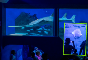 El Aquarium del Puerto de Veracruz recibió miles de visitantes durante Semana Santa