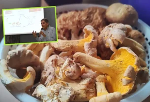 a UV albergó la tercera edición del festival “Hongos del bosque”